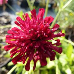 Chrastavec 'Melton Pastels' - Knautia macedonica 'Melton Pastels'