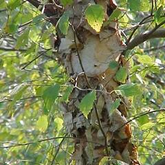 Bříza černá - Betula nigra