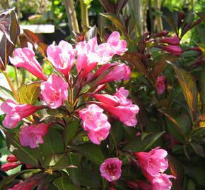 Vajgélie květnatá 'Purpurea' - Weigela florida 'Purpurea'