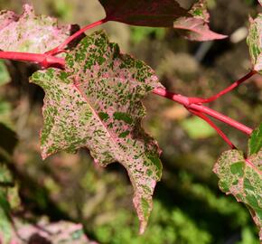 Javor hadí 'Red Flamingo' - Acer conspicuum 'Red Flamingo'