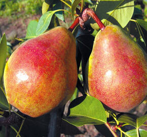 Hrušeň letní 'Isolda' - Pyrus communis 'Isolda'