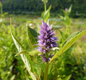 Agastache 'Blue Fortune' - Agastache hybrida 'Blue Fortune'