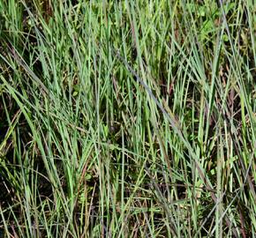 Vousatice metlatá - Andropogon scoparius