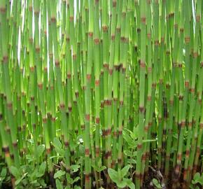 Přeslička poříční - Equisetum fluviatile