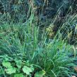 Ostřice převislá - Carex pendula