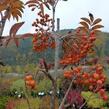 Jeřáb ptačí, jeřabina 'Autumn Spire' - Sorbus aucuparia 'Autumn Spire'