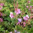 Kakost oddenkatý - Geranium macrorrhizum