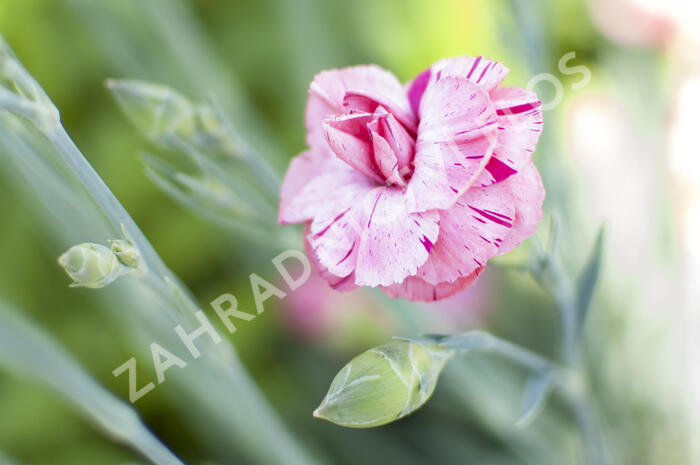 Hvozdík 'Helen' - Dianthus allwoodii 'Helen'