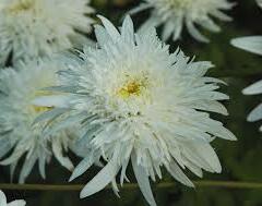 Kopretina velkokvětá 'Eisstern' - Leucanthemum x superbum 'Eisstern'