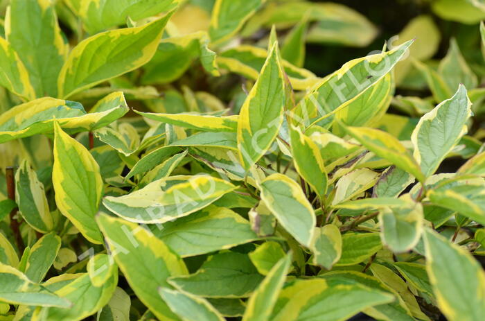 Svída bílá 'Gouchaultii' - Cornus alba 'Gouchaultii'