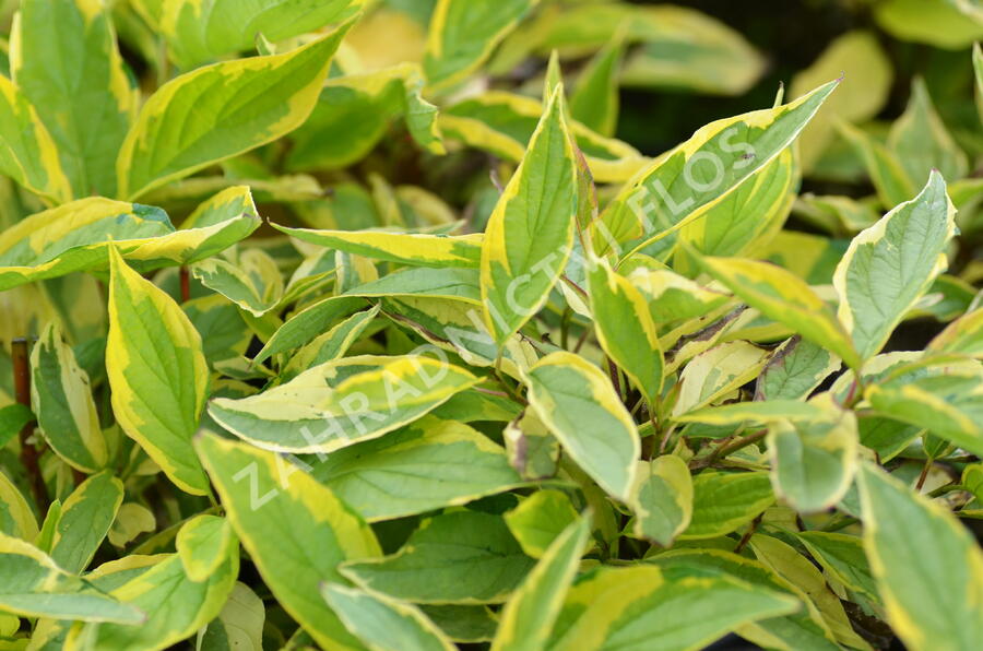 Svída bílá 'Gouchaultii' - Cornus alba 'Gouchaultii'