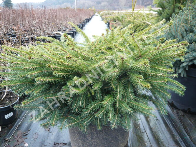 Smrk ztepilý 'Little Gem' - Picea abies 'Little Gem'