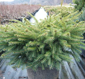 Smrk ztepilý 'Little Gem' - Picea abies 'Little Gem'