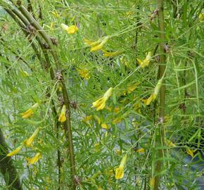 Čimišník stromový 'Walker' - Caragana arborescens 'Walker'