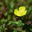 Pupalka 'Yella Fella' - Oenothera pilosella 'Yella Fella'