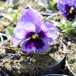 Violka zahradní, maceška 'Colossus Deep Blue with Blotch' - Viola wittrockiana 'Colossus Deep Blue with Blotch'