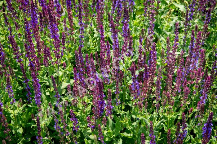 Šalvěj hajní 'Blau Königin' - Salvia nemorosa 'Blau Königin'