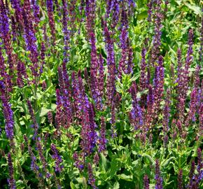 Šalvěj hajní 'Blau Königin' - Salvia nemorosa 'Blau Königin'