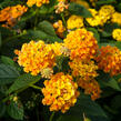 Libora měňavá 'Esperanta Orange' - Lantana camara 'Esperanta Orange'