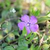 brl men Atropurpurea - Vinca minor Atropurpurea