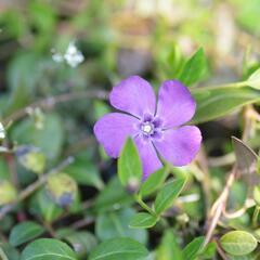 Barvínek menší 'Atropurpurea' - Vinca minor 'Atropurpurea'