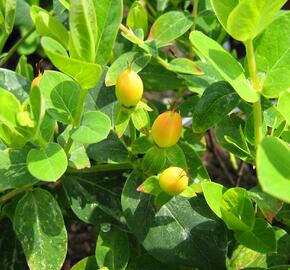 Třezalka 'Lotte' - Hypericum hypearl 'Lotte'