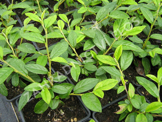 Skalník vrbolistý 'Herbstfeuer' - Cotoneaster salicifolius 'Herbstfeuer'
