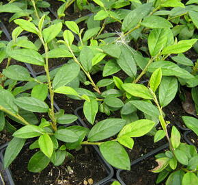 Skalník vrbolistý 'Herbstfeuer' - Cotoneaster salicifolius 'Herbstfeuer'