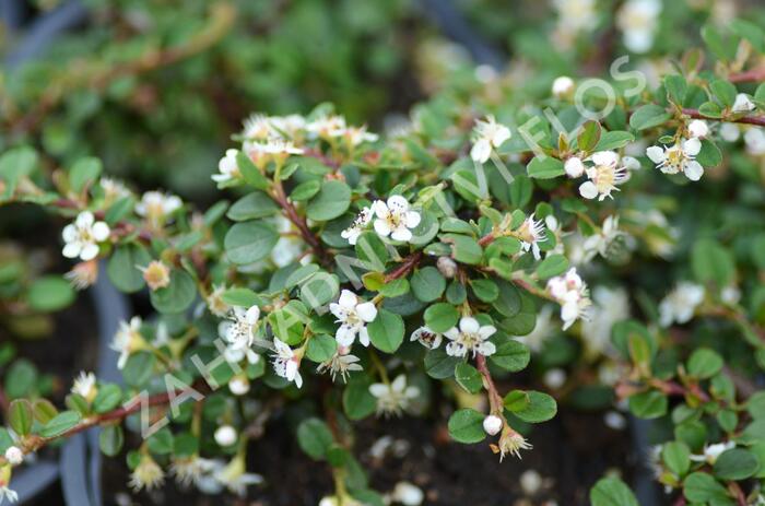 Skalník drobnolistý 'Queen of Carpets' - Cotoneaster microphyllus 'Queen of Carpets'