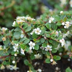 Skalník drobnolistý 'Queen of Carpets' - Cotoneaster microphyllus 'Queen of Carpets'