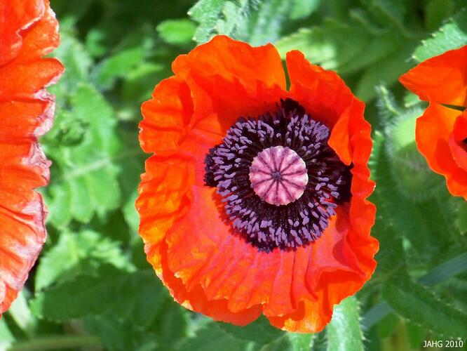 Mák východní 'Allegro' - Papaver orientale 'Allegro'