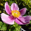 Sasanka japonská 'Praecox' - Anemone hupehensis 'Praecox'