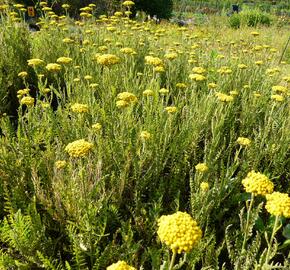 Řebříček tužebníkový 'Summer Gold' - Achillea filipendulina 'Summer Gold'