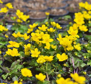 Blatouch bahenní - Caltha palustris