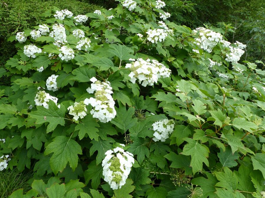 Hortenzie dubolistá 'Sikes Dwarf' - Hydrangea quercifolia 'Sikes Dwarf'