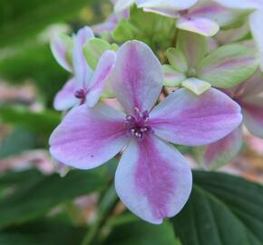 Hortenzie velkolistá 'Peppermint' - Hydrangea macrophylla 'Peppermint'