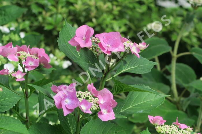 Hortenzie velkolistá 'Taube' - Hydrangea macrophylla 'Taube'