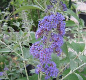 Motýlí keř, Komule Davidova 'Lochinch' - Buddleja davidii 'Lochinch'