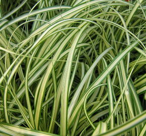 Ostřice ošimenská 'Evergold' - Carex oshimensis 'Evergold'