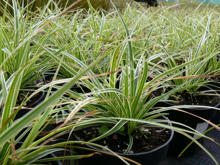 Ostřice japonská 'Fischer's Form' - Carex morrowii 'Fischer's Form'