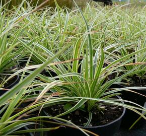 Ostřice japonská 'Fischer's Form' - Carex morrowii 'Fischer's Form'