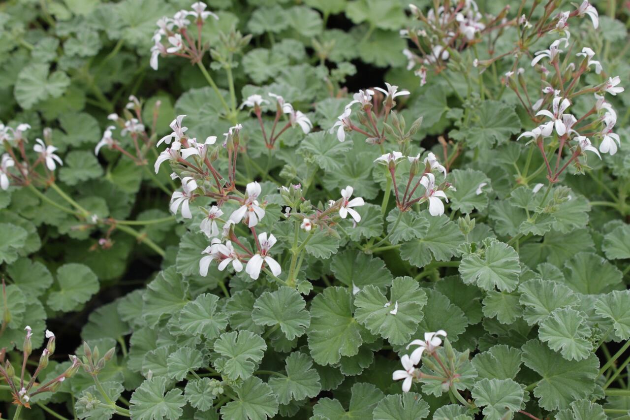 Muškát, pelargonie vonná 'Apple' - Pelargonium odoratissimum 'Apple ...