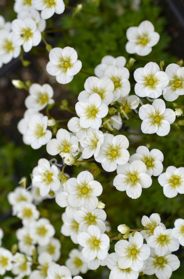 Lomikámen arendsův 'Touran Large White' - Saxifraga x arendsii 'Touran Large White'