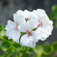 Muškát, pelargonie převislá plnokvětá 'Double White' - Pelargonium peltatum 'Double White'