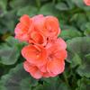 pelargonie pskat Salmon - Pelargonium zonale Salmon