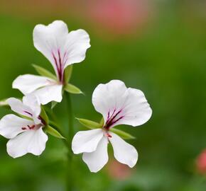 Muškát, pelargonie převislá jednoduchá 'Ville de Paris White' - Pelargonium peltatum 'Ville de Paris White'