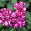 Muškát, pelargonie převislá plnokvětá 'Double Bicolor Magenta' - Pelargonium peltatum 'Double Bicolor Magenta'