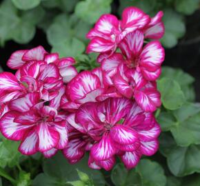 Muškát, pelargonie převislá plnokvětá 'Double Bicolor Magenta' - Pelargonium peltatum 'Double Bicolor Magenta'