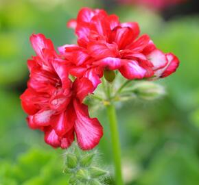 Muškát, pelargonie převislá plnokvětá 'Double Bicolor Dark Red' - Pelargonium peltatum 'Double Bicolor Dark Red'