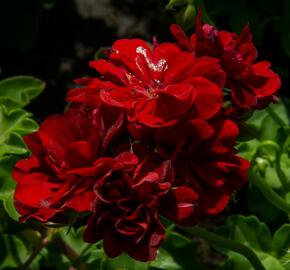 Muškát, pelargonie převislá plnokvětá 'Double Dark Red' - Pelargonium peltatum 'Double Dark Red'